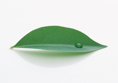 Green leaf